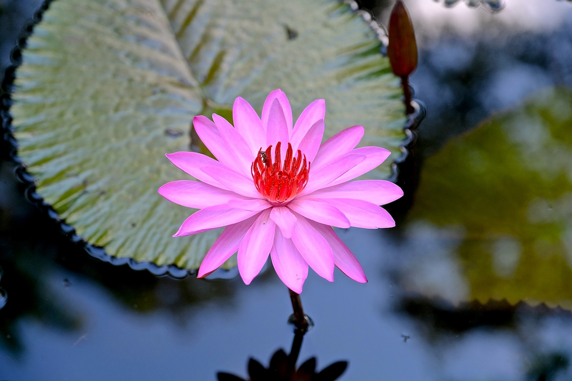 Journey to the Heart - Bali